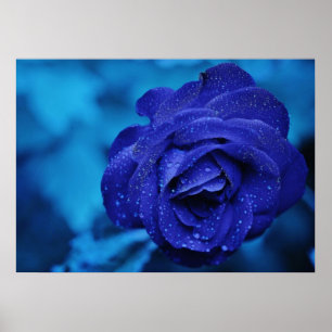 Affiche Rose bleu avec gouttes de Dew