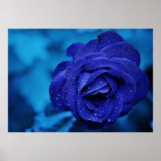 Affiche Rose bleu avec gouttes de Dew (Devant)