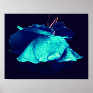 Affiche Rose bleu Lingering Raindrops Abstrait Flower Art