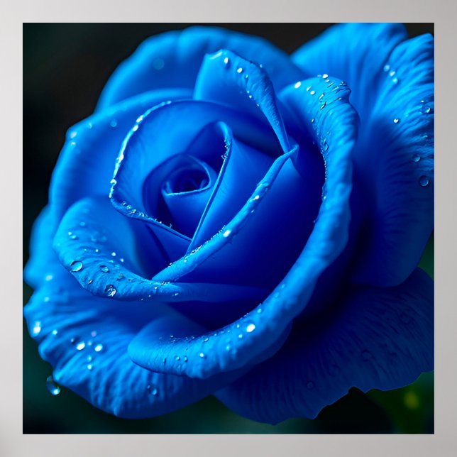 Affiche Rose Bleu Vibrant avec gouttes d'eau (Devant)