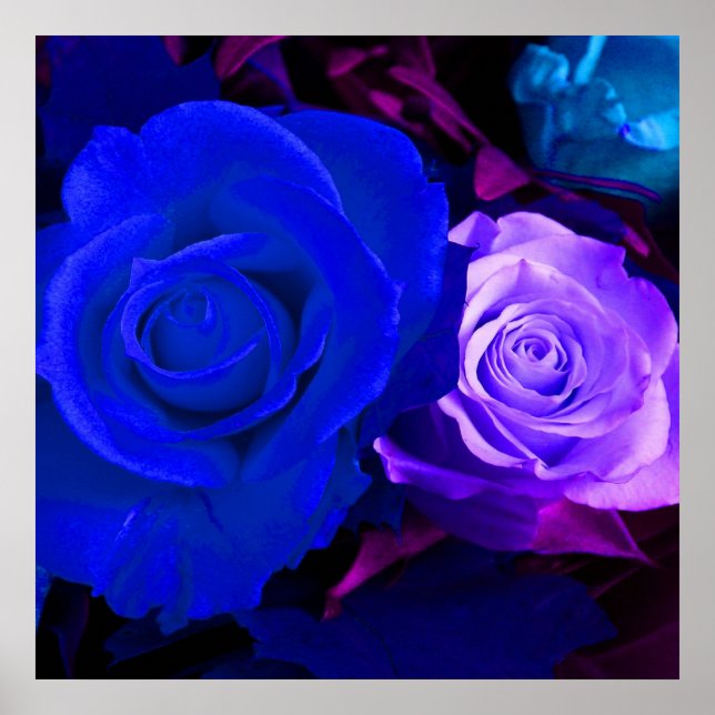 Affiche Rose bleu violet (Devant)
