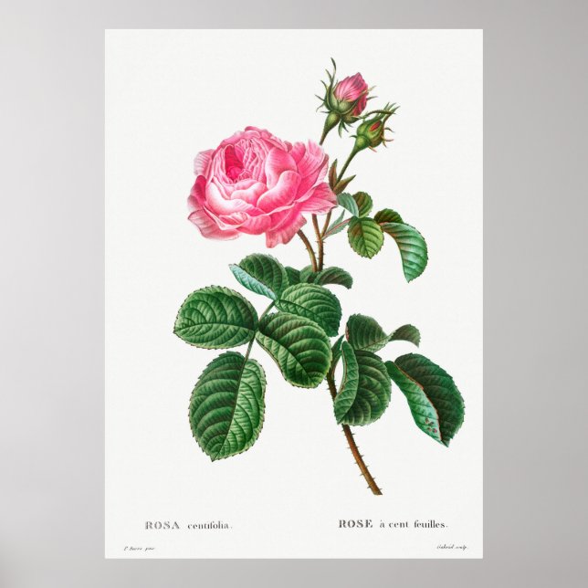 Affiche Rose botanique (Devant)