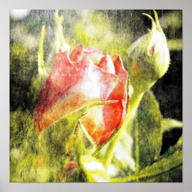 Affiche Rose Bud (Devant)