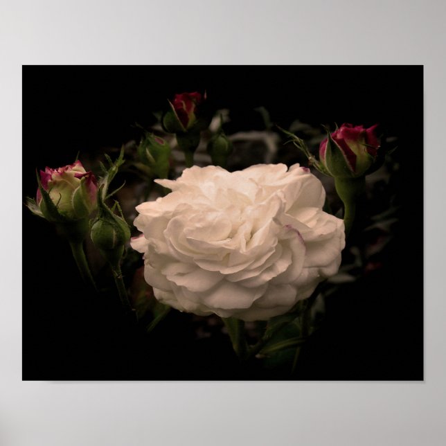 Affiche Rose Cloud blanc (Devant)
