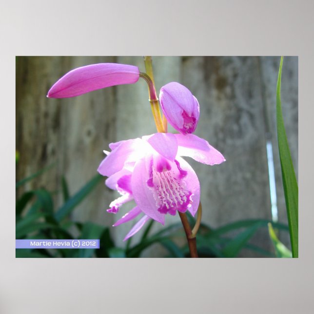 Affiche Rose contre la clôture (Devant)