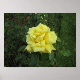 Affiche Rose cubiste