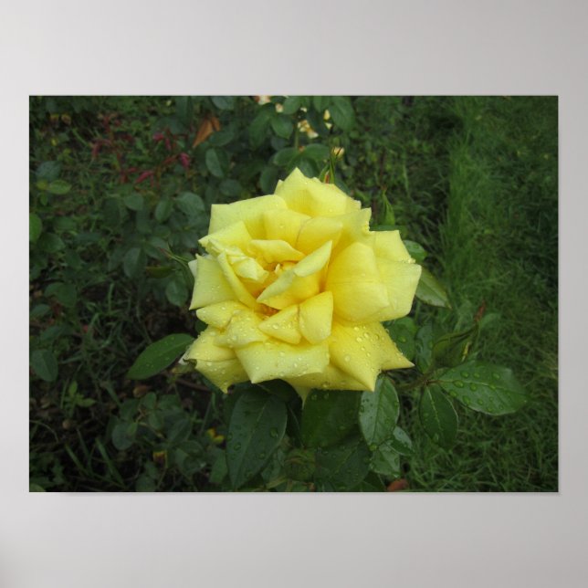 Affiche Rose cubiste (Devant)