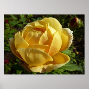 Affiche Rose d'Angleterre