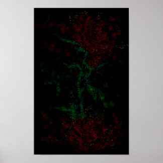 Affiche Rose dans le noir