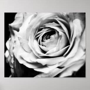 Affiche Rose de B&W affilé