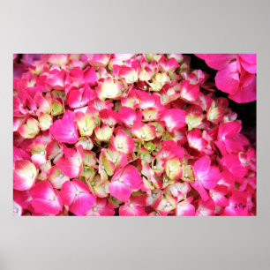 Affiche rose de bouquet d'hortensia, S Cyr