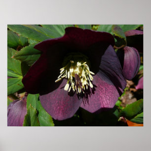 Affiche Rose de Carême violette Fleur de Pâques