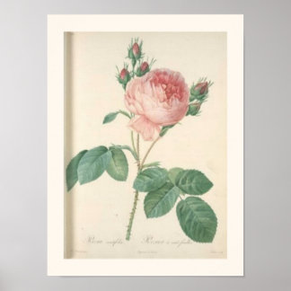 Affiche Rose de chou Botanique Rose anglais