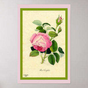 Affiche Rose de chou rose Imprimer de Vintage 1828 Beauté