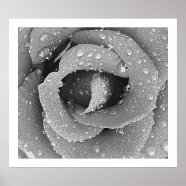 Affiche Rose De Closeup Noir Et Blanc Avec Échéance Du Mat (Devant)