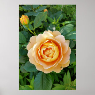 Affiche Rose de couleur or