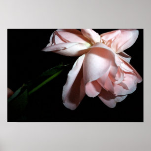 Affiche Rose de danse 19x13