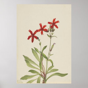 Affiche Rose de feu (Silene virginica)