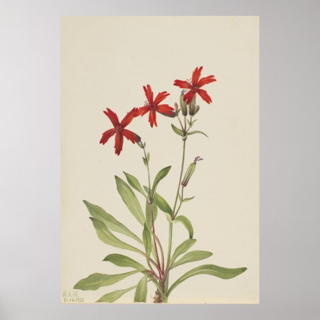 Affiche Rose de feu (Silene virginica) (Devant)