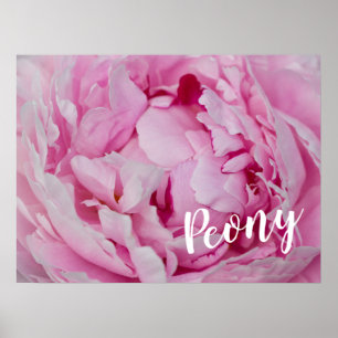 Affiche Rose de fleurs de pivoine pour fleurs et amoureux