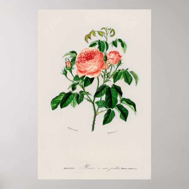 Affiche Rose de mai (Rosa Centifilia) (Devant)