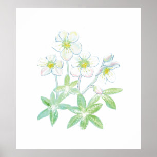 Affiche Rose de Noël, Helleborus niger