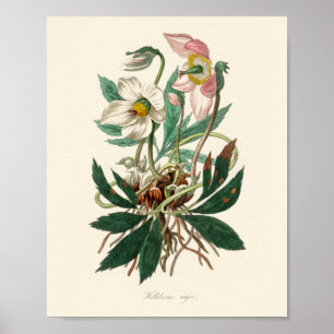 Affiche Rose de Noël (Helleborus niger)