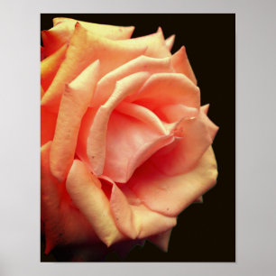Affiche Rose de pêche en fleur