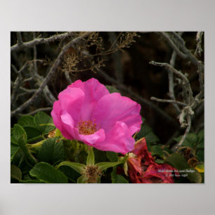 Affiche Rose de plage rose du bord de mer Blossom Rosa Rug