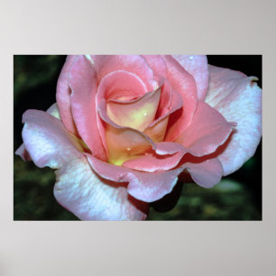 Affiche Rose de rose sur la copie de toile
