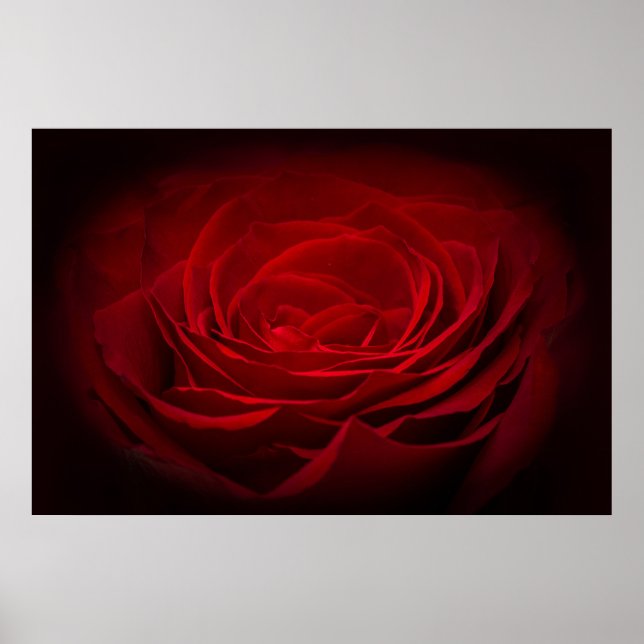 Affiche Rose De Sang Rouge Profond Sur Noir (Devant)