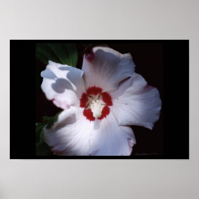 Affiche rose de sharon (Devant)