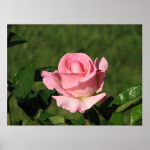 Affiche Rose de thé hybride Promise rose 132