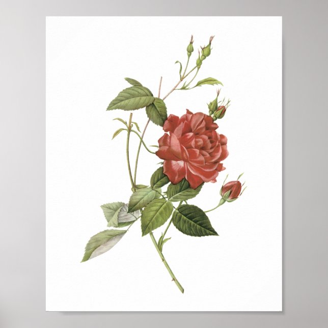 Affiche rose de thé (Rosa indica cruenta) par Redouté (Devant)