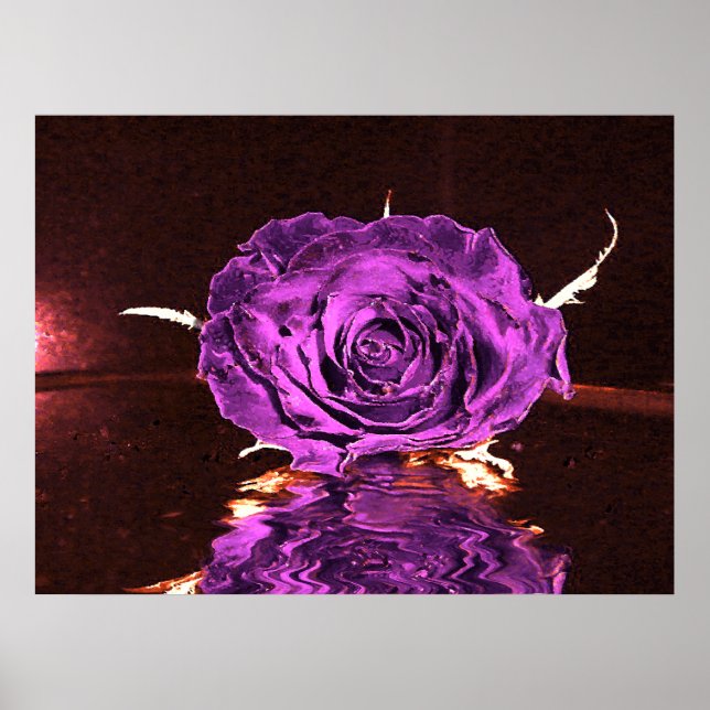 Affiche Rose de velours violet (Devant)