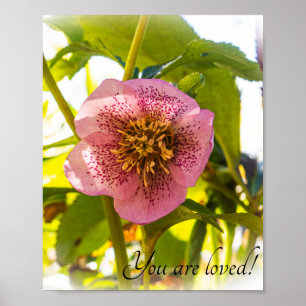 Affiche Rose du carême. Helleborus. Vous êtes aimés !