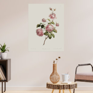 Affiche Rose du XVIIIe siècle vintage
