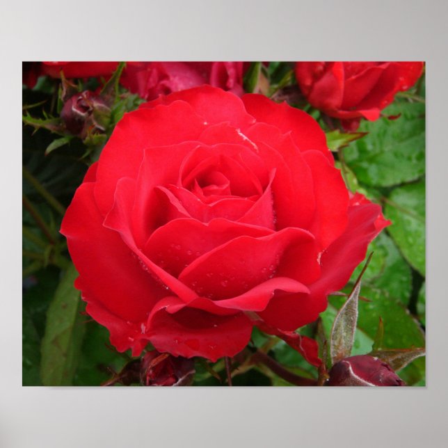 Affiche Rose Eclipse King Terrazza (Devant)