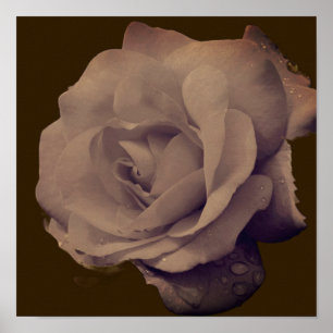 Affiche Rose en fleurs avec gouttes de pluie Vintage