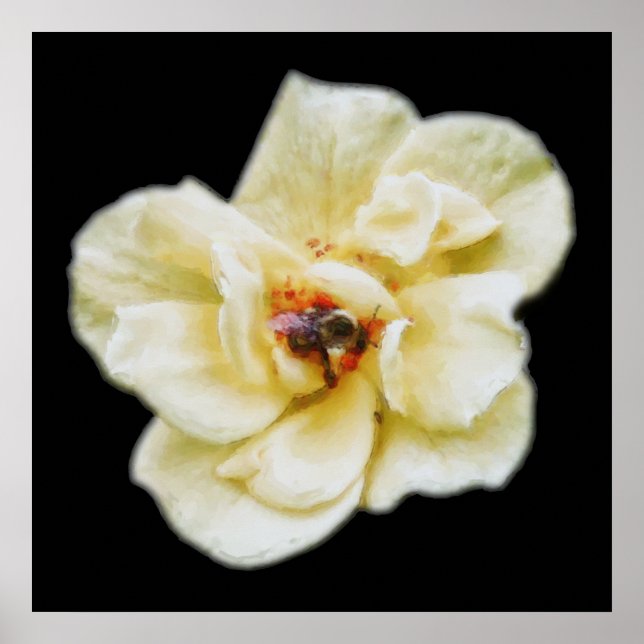 Affiche Rose et abeille (Devant)