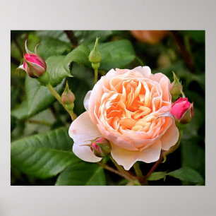 Affiche Rose et bourgeons orange pâle