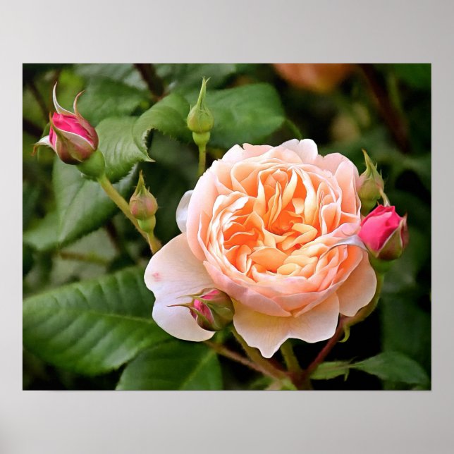 Affiche Rose et bourgeons orange pâle (Devant)