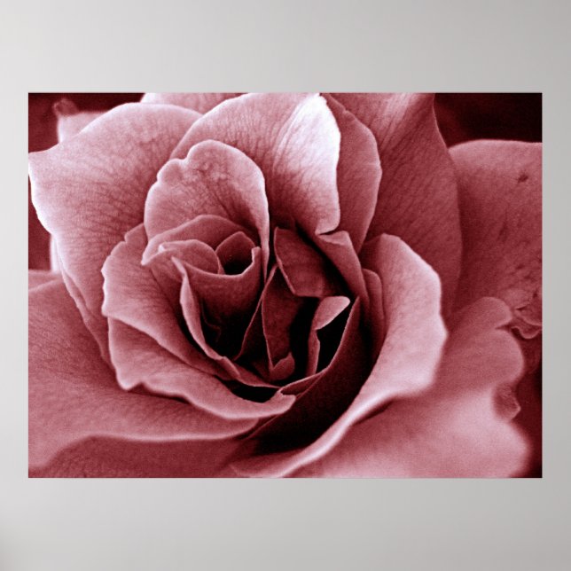 Affiche Rose Fleur Monochrome de Près (Devant)