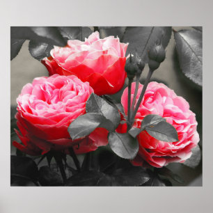 Affiche Rose Fleur : Rose Color Pop
