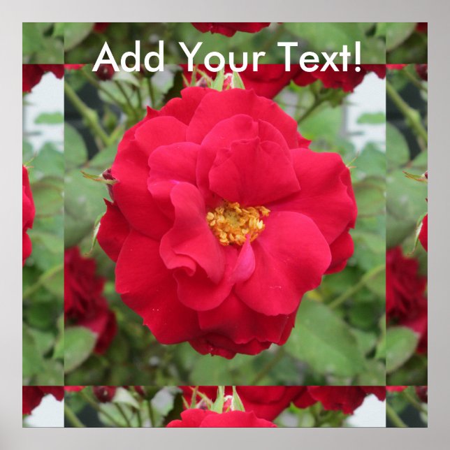 Affiche Rose fleur rouge (Devant)