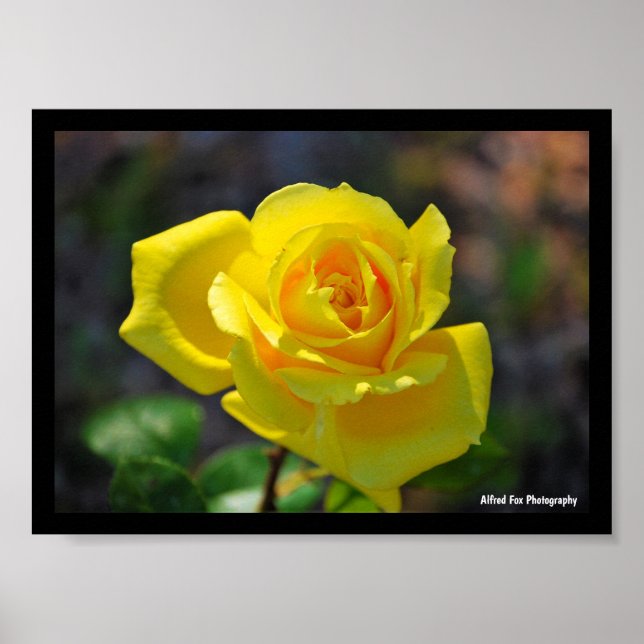 Affiche Rose Florale Jaune (Devant)