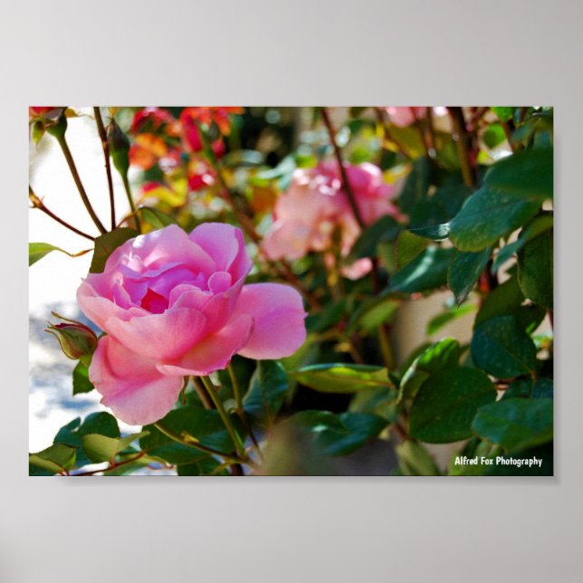 Affiche Rose Florale Rose (Devant)