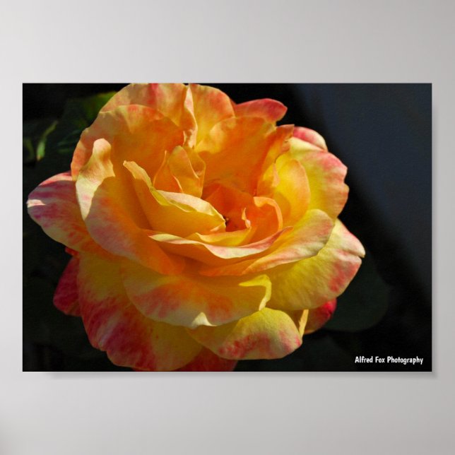 Affiche Rose florale rose et jaune (Devant)
