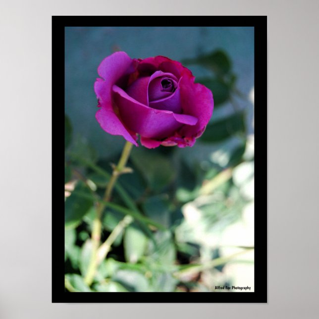 Affiche Rose Florale Violette (Devant)