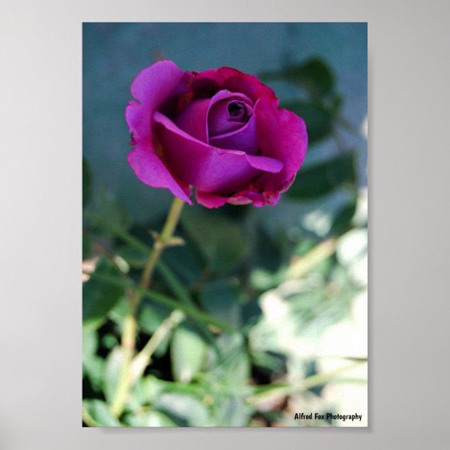 Affiche Rose Florale Violette (Devant)